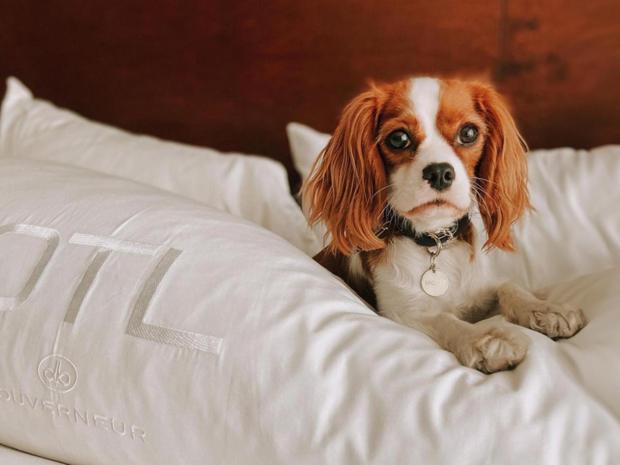Otl Gouverneur Chicoutimi Εξωτερικό φωτογραφία A dog on a bed